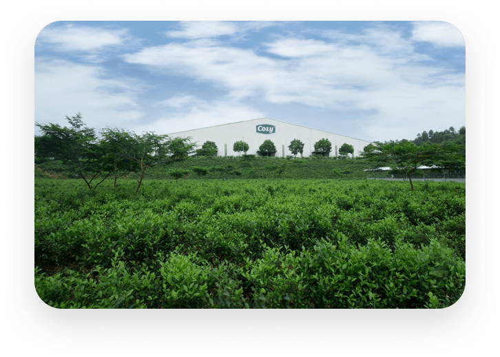 COZY brand tea garden for import needs