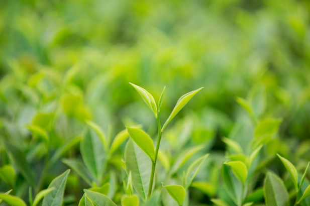 листья вьетнамского чая