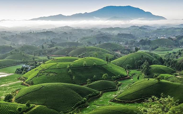 Tea farm in Yen Bai province