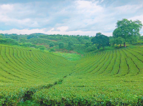 Tea hill at Vietnam Tea Research and Development Center