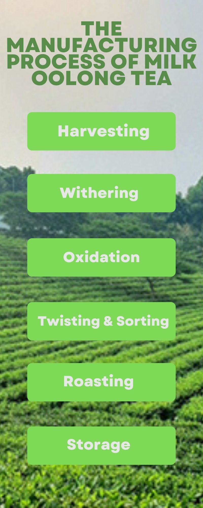 What does Oolong Milk taste like? Distinguish between Milk Oolong