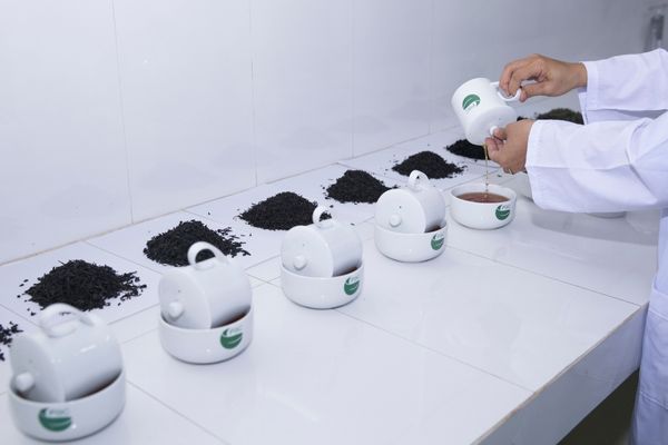 black tea packaging (1)