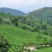 Ha Giang, Yen Bai – The hidden gems for organic black tea