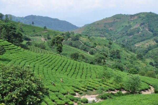 Tea farms in Ha Giang, Yen Bai