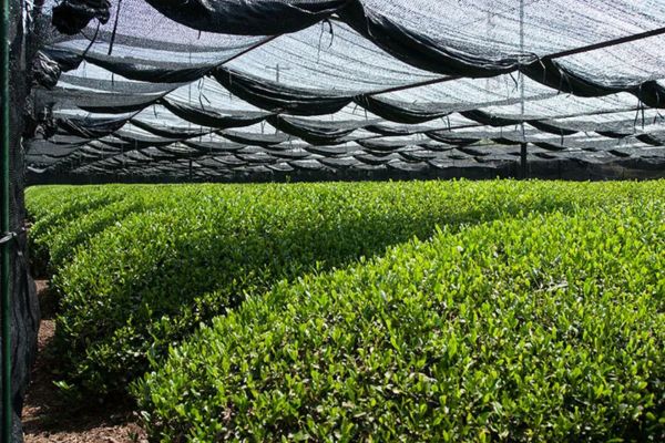 tea leaves shading