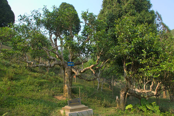The 4000-year-old ancient tea tree in Suoi Giang, Yen Bai