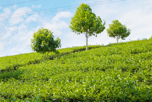 FGC- The best wholesale tea supplier from Vietnam