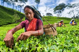 Choose the best tea supplier by discovering 6 top tea growing regions in the world
