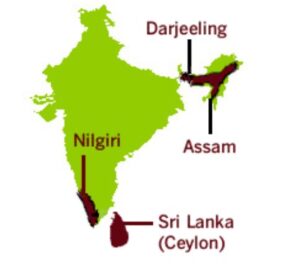 Choose the best tea supplier by discovering 6 top tea growing regions in the world