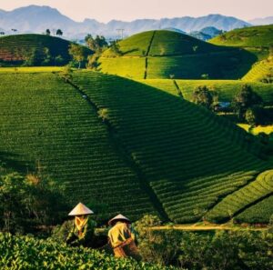 Choose the best tea supplier by discovering 6 top tea growing regions in the world