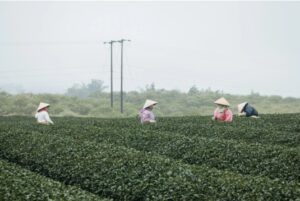 Choose the best tea supplier by discovering 6 top tea growing regions in the world