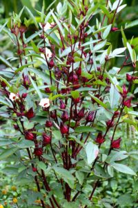 FGC- the best manufacturer and supplier of Hibiscus tea in Vietnam