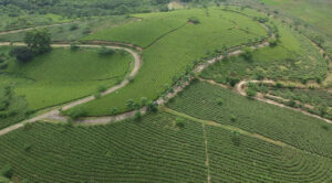 FGC's vast tea gardens