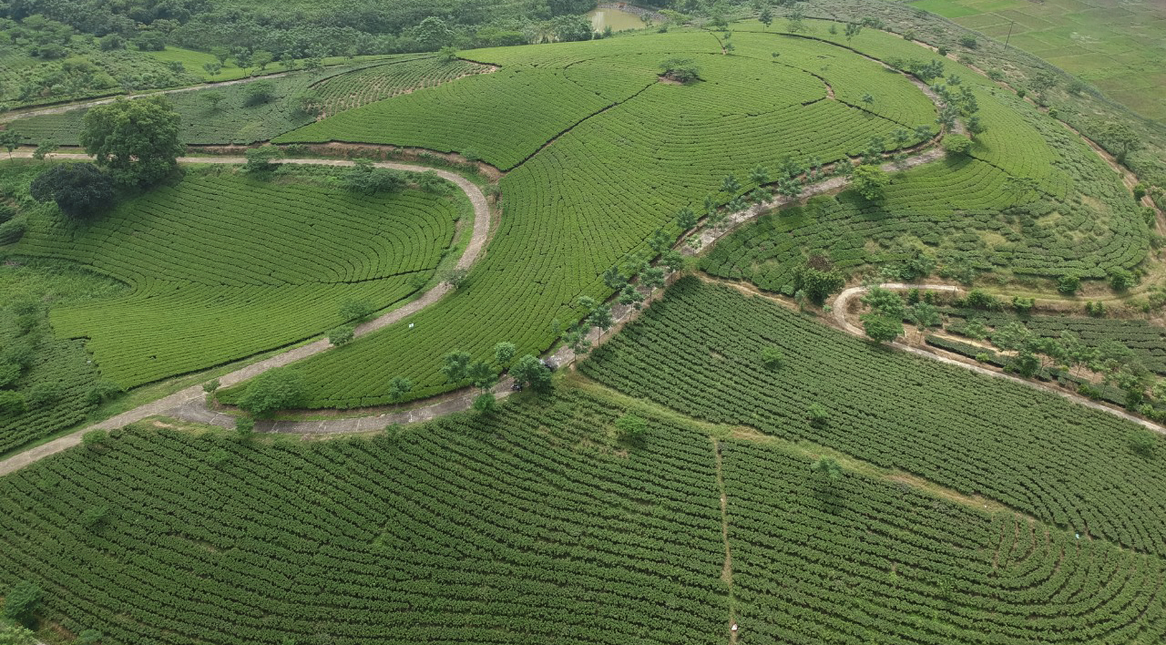 FGC's vast tea gardens