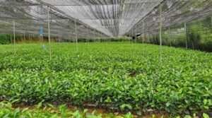 Green tea powder manufacturing process- Things you need to know