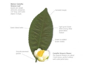 Green tea powder manufacturing process- Things you need to know