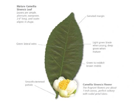 Green tea powder manufacturing process- Things you need to know