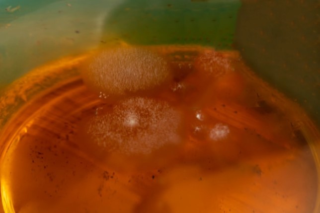 How long do tea bags last? Interesting facts about tea bags