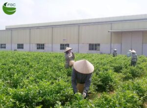 How to dry Jasmine flowers? Helpful ways to harvest and store Jasmine flowers