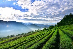Is oolong tea black tea? Necessary knowledge about Oolong tea you should know 