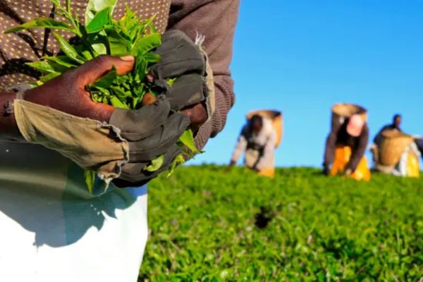 Kenya black tea export