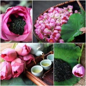 Lotus tea making process- explore interesting methods of making Lotus tea in Vietnam