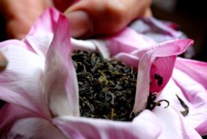 Lotus tea making process- explore interesting methods of making Lotus tea in Vietnam