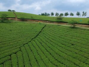 TOP 6 BEST MORNING TEA FOR ENERGY THAT START YOUR DAY