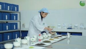 Tea research and development in FGC company