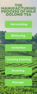 The manufacturing process of Milk Oolong tea