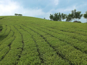 What is Vietnamese ginger lemongrass tea? 4 reasons why you choose FGC as your ginger lemongrass tea supplier