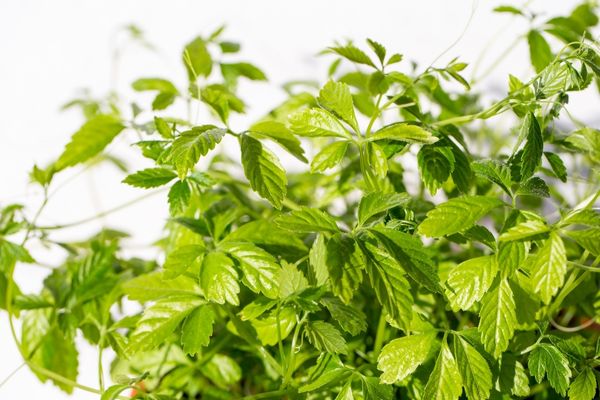 What Does Jiaogulan tea have caffeine