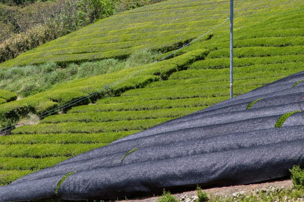 shade-grown tea