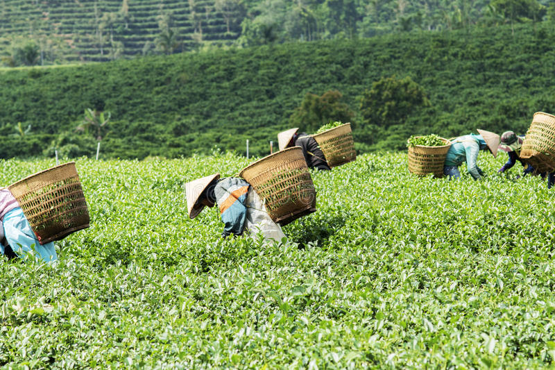 What is the so-called Four Seasons Oolong tea? 