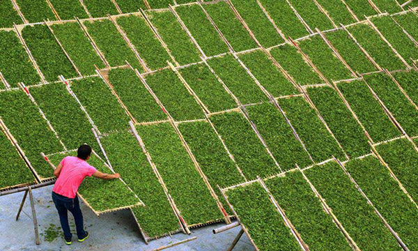Air drying white tea on racks