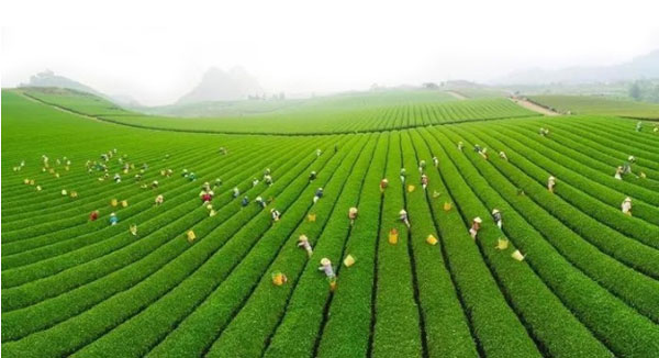 hectares of tea plantations in  Vietam
