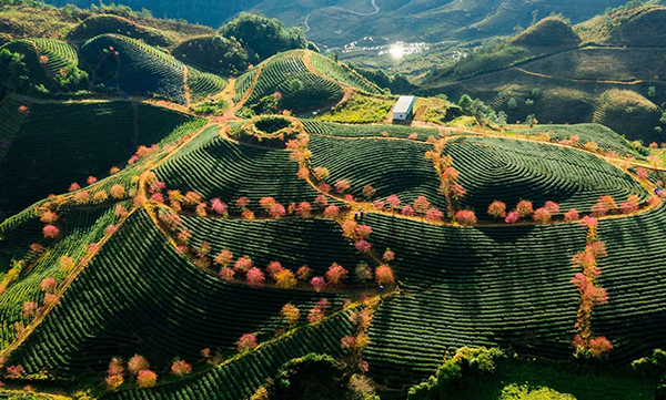 The poetic OoLong tea in Sapa 