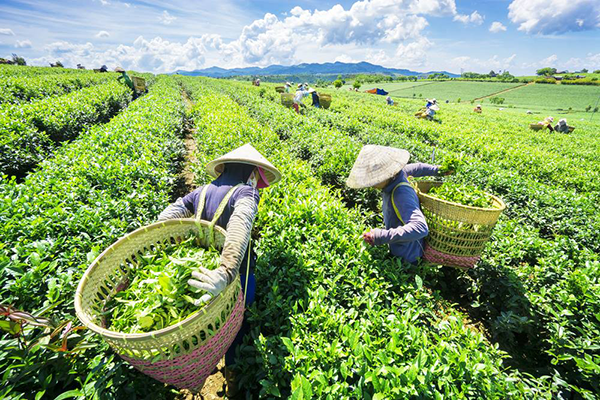 harvesting tea