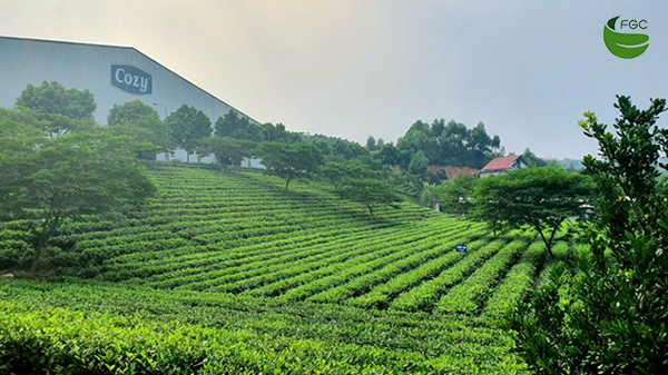 processing factory in Phu Tho province of FGC tea brand