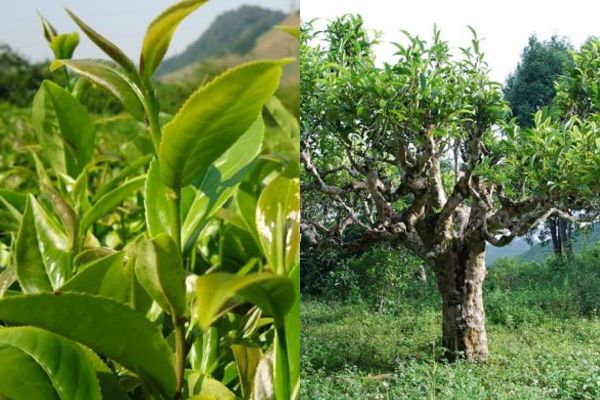 Bat Tien and Shan Tuyet tea varieties