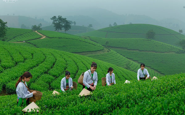 bulk loose leaf tea plantation