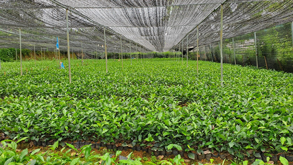 Tea Nursery Area at FGC’s farms