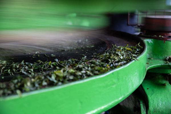 Green tea rolling machine