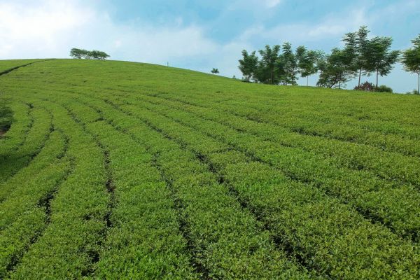 tea farms