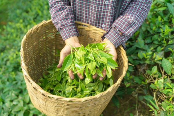 Hand-picked tea leaves