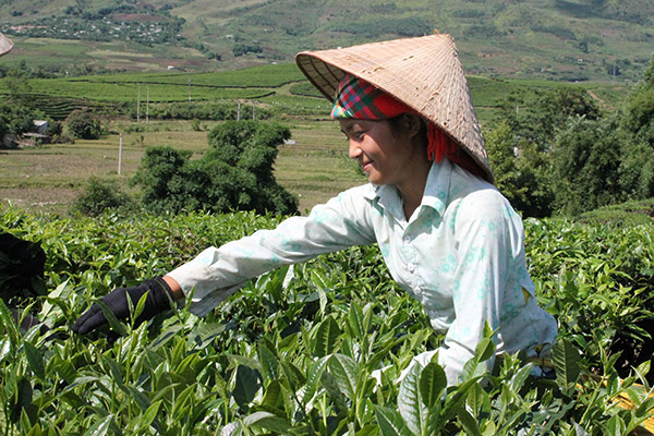 Vietnamese farmers collect fresh tea leaves to make green tea