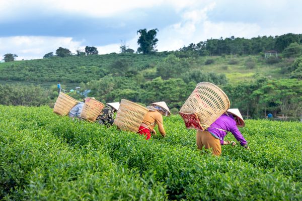 Harvesting tea leaves