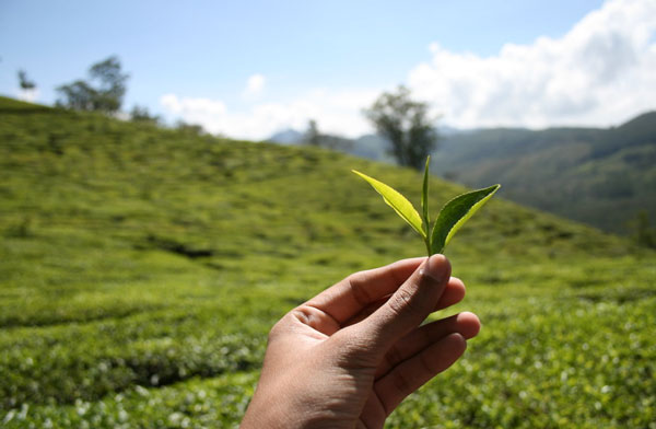 different position of tea leaf has different price