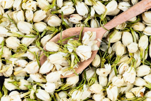 jasmine flower classifications