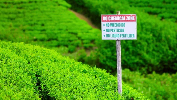 no chemical zone